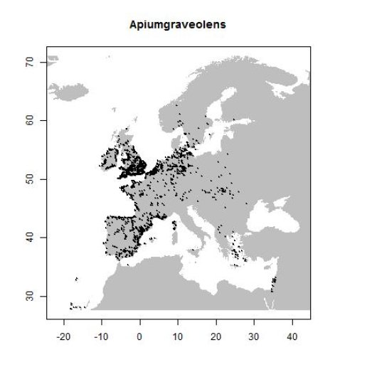Apium graveolens L.